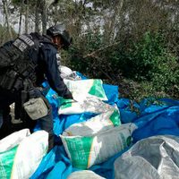 Hallan plantíos de amapola, narco-campamento y 1.5 toneladas de fertilizante del gobierno de Astudillo