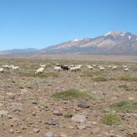 Nación declaró estado de emergencia agropecuaria para Neuquén