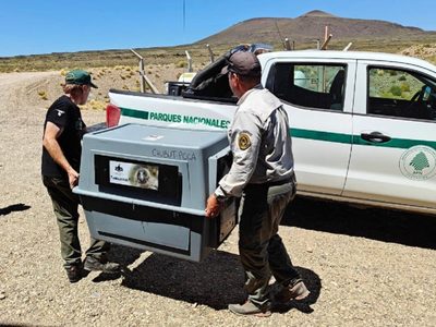 El cóndor andino rescatado en Neuquén se recupera en Buenos Aires