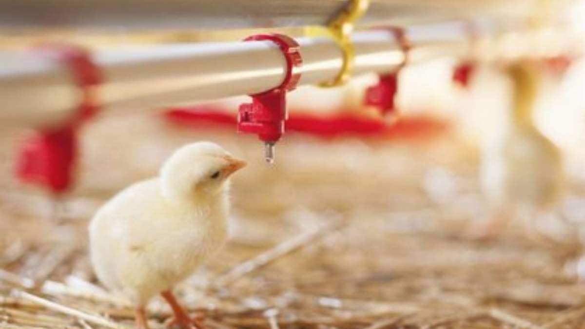 Modifican ADN del pollo que podrían limitar la propagación del virus de la gripe aviar