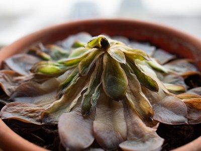 Cómo salvar tu planta suculenta podrida en 5 simples pasos