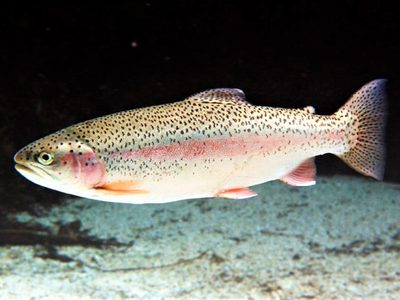 Japoneses comerán truchas de la cuenca del Limay
