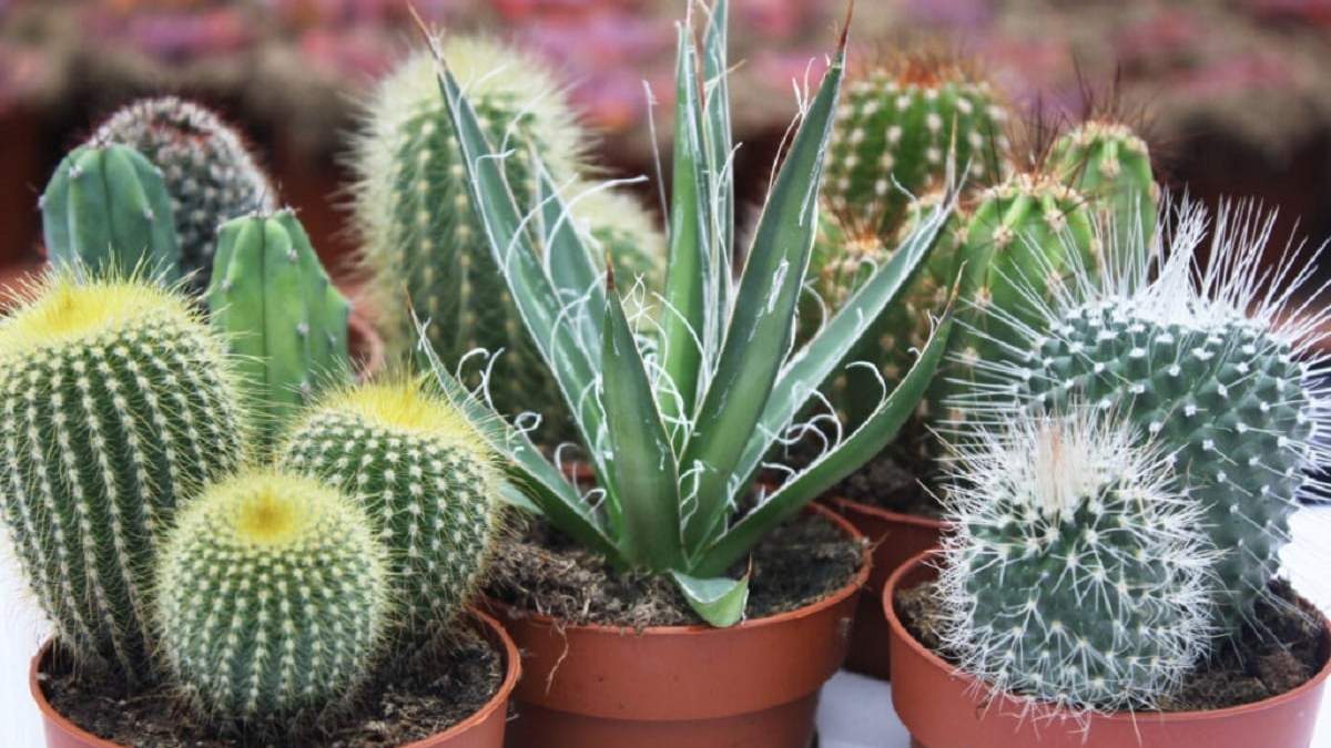 Cactus. Fuente: (Cactus Serrano)