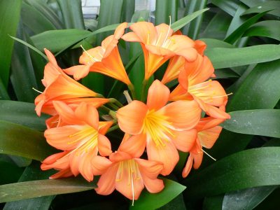 El truco natural y efectivo de los viveristas para que tu planta de Clivia se llene de flores