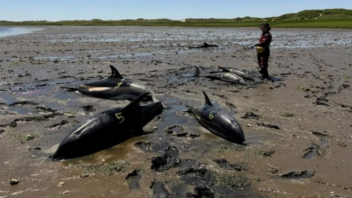 Delfines en Cape Cod