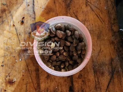 La policía demoró a dos hombres en Vista Alegre, secuestro de plantas de cannabis y semillas