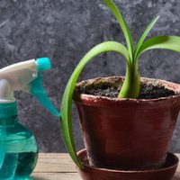La mezcla "mágica" que le dará brillo a tus plantas y las librará de las plagas