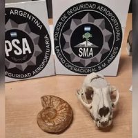 Secuestraron un cráneo de puma y un fósil prehistórico en el aeropuerto de San Martín de los Andes