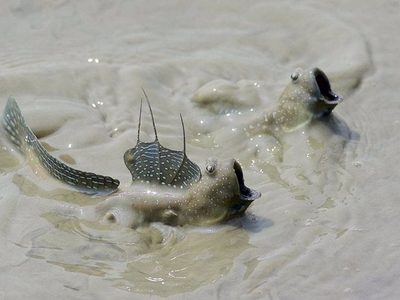 Un pez que parpadea da pistas de cómo la vida salió del agua