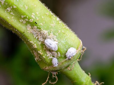 Adiós cochinillas: el truco natural para eliminarlas que cuida tus plantas y tu bolsillo al mismo tiempo