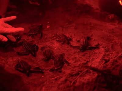 En Panamá otorgan derechos legales a las tortugas marinas