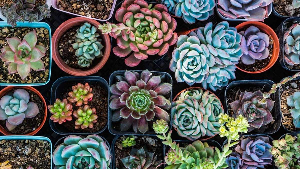 Suculentas. Fuente: (Instagram)