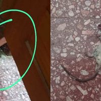 Una rata mordió a un auxiliar de la Escuela 156 y la directora adujo: “Son animalitos domésticos”