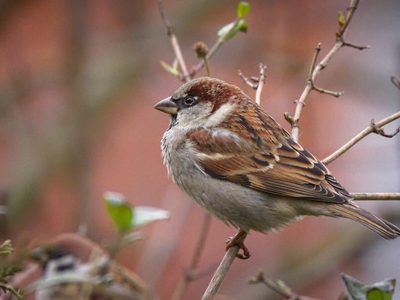 Curiosidades del gorrión, el pájaro que llegó a la Argentina en barco