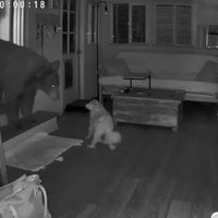 Un perro enfrentó a un enorme oso que se había metido en una casa de familia