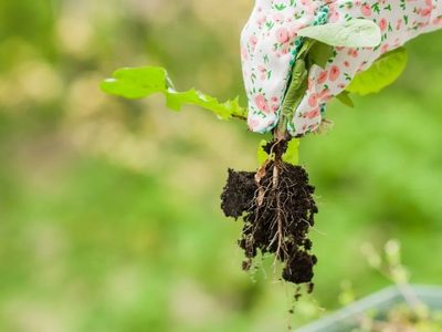 Con 1 ingrediente de cocina: eliminá para siempre las malezas de tu jardín