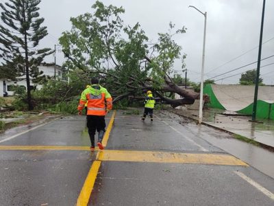 "Dolores" derriba árboles, inunda viviendas y tira cableado eléctrico en Colima