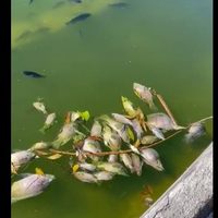 Esto es lo que se sabe sobre la muerte masiva de peces en el Lago de Chapultepec (Videos)
