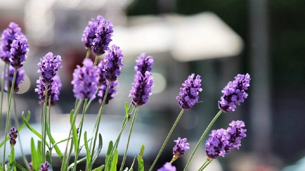 Lavanda. Fuente: (X)
