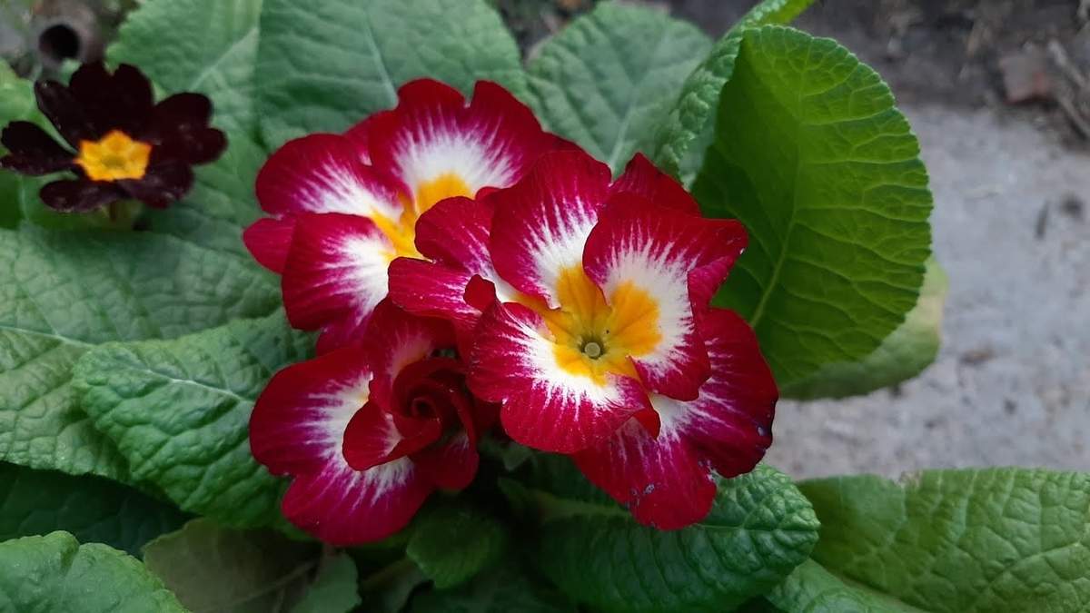 Plantas. Fuente: (X)