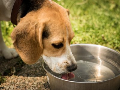 Frente al calor del verano: conocé este trucazo para colocarle agua a tus mascotas y que dure más tiempo fría