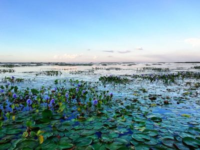 Parque Nacional Iberá: el tesoro de la naturaleza que elogió Leonardo Di Caprio