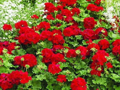 Lo que callan los jardineros: el secreto para reproducir tu planta de Geranio, fácil y gratis