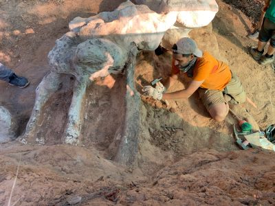 Descubren en Portugal el que podría ser el dinosaurio más grande de Europa jamás hallado