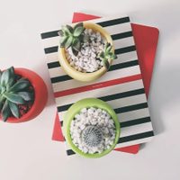Mis suculentas están feas y enfermas: tips para salvar nuestras plantas