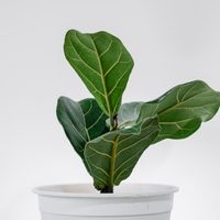 La planta de moda que todos quieren, pero que requiere un cuidado especial para crecer hermosa