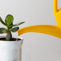 Es gratis y efectivo: el truco para que tus plantas se mantengan sanas y hermosas por muchos años