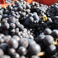 Bodegas de Río Negro, Neuquén y Chubut continúan trabajando en la cosecha