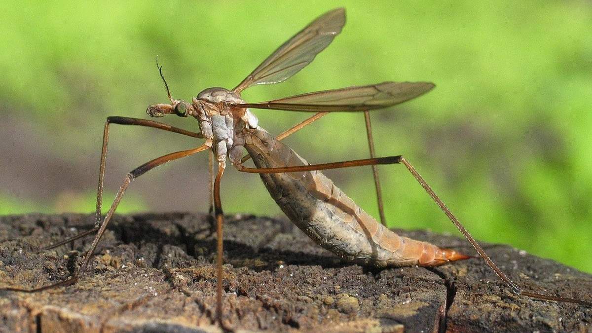 Insectos. Fuente: (Instagram)