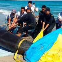 Rescatan a seis ballenas varadas en la playa Bifeo, en Ensenada