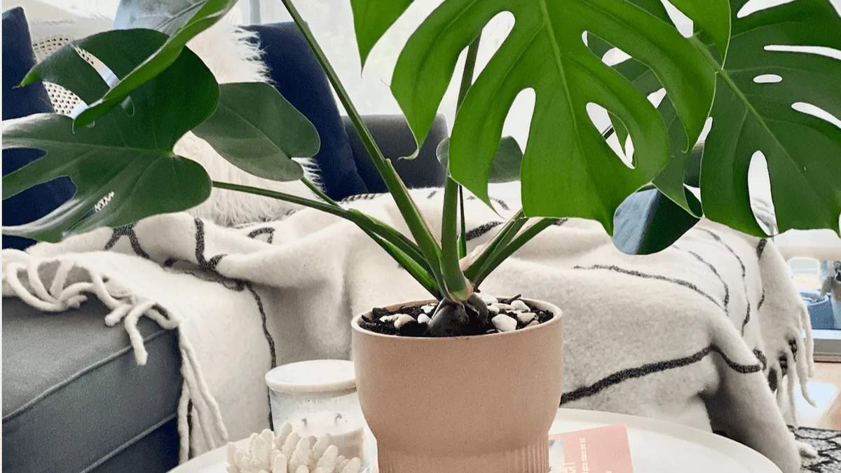 Monstera. Fuente: (Instagram)