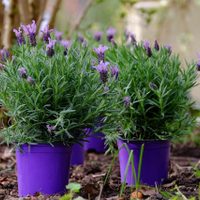 Cuándo tenés que podar tu planta de Lavanda para que crezca rozagante y sana todo el año