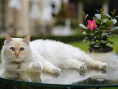 Un hotel ofrece cuidar gratis a gatos de enfermos de coronavirus
