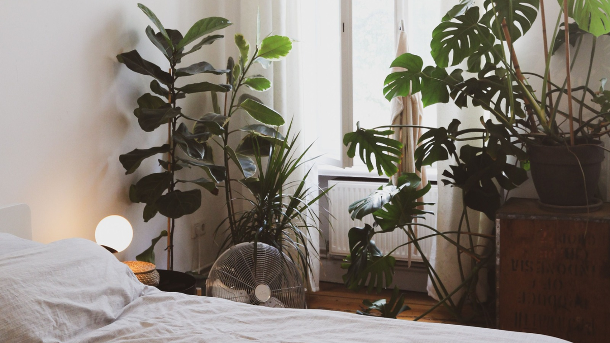 Plantas. Fuente: (Unsplash)