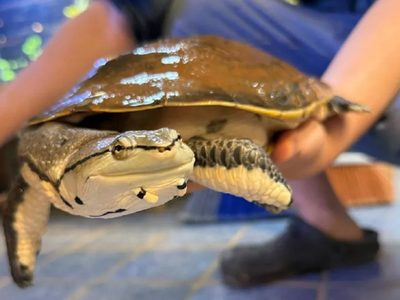 Golpe a la caza furtiva y tráfico de fauna: operativos en China Muerta y Junín de los Andes