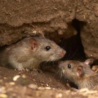 Denuncian un brote de hantavirus en Salta y crece la preocupación nacional