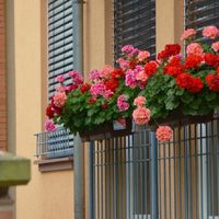 Conocé las plantas colgantes más resistentes al frío que quedan perfectas en tu balcón