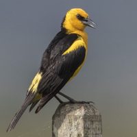 Curiosidades sobre el Tordo Amarillo, el pájaro más hermoso y noble que está en peligro de extinción