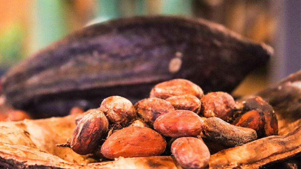 Día Mundial del Cacao: estudios médicos destacan sus beneficios y alertan sobre plomo y cadmio en chocolates oscuros.