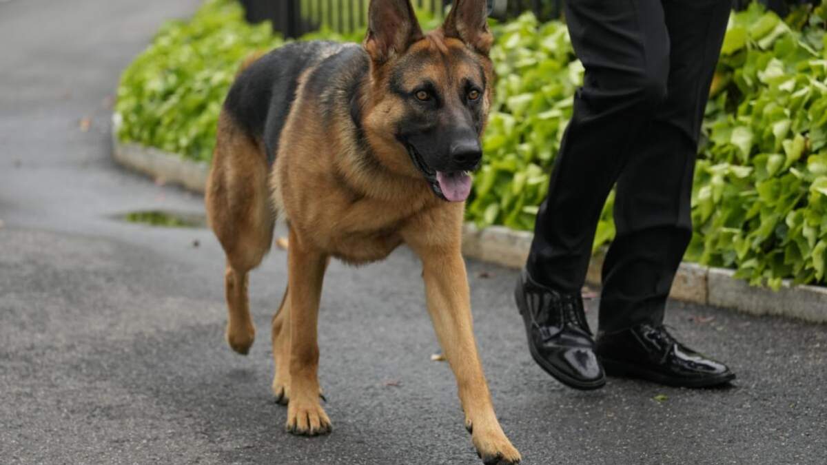 El perro del presidente estadounidense Joe Biden, Commander, pasea por los terrenos de la Casa Blanca