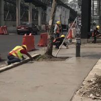 Denuncian la tala de 33 árboles para la ampliación de la línea 5 del Metrobús