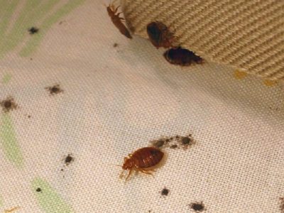 Mitos y verdades sobre las Chinches: el insecto que parece inofensivo, pero da varios dolores de cabeza en otoño