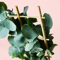 La planta de pocos cuidados, favorita de madres y abuelas, que esconde poderosos beneficios para tu hogar