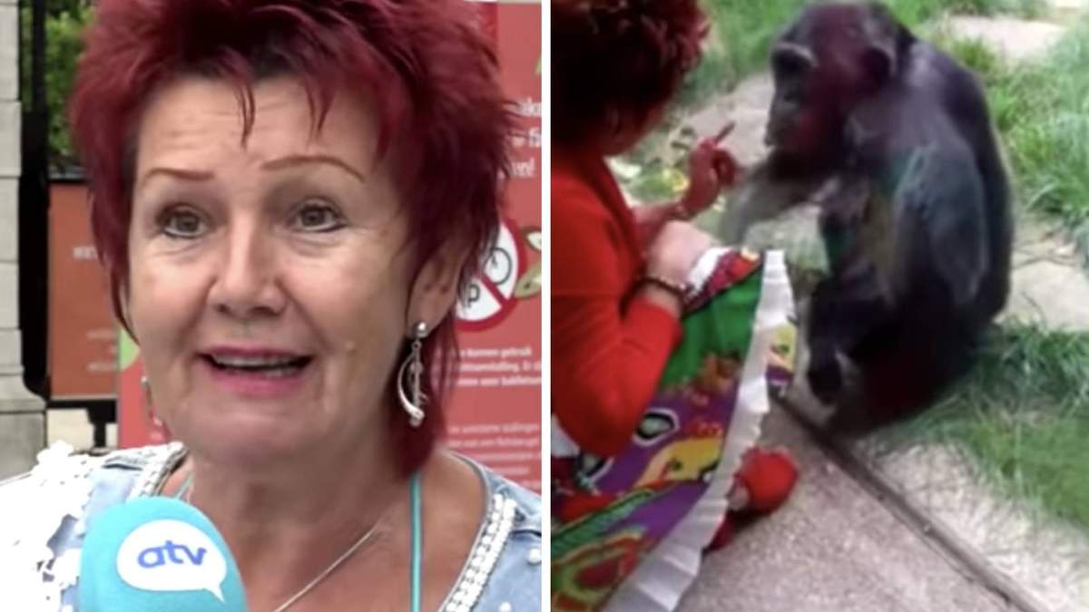 Adie Timmermans y el chimpancé Chita