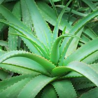 Cómo elaborar abono para suculentas con un producto natural