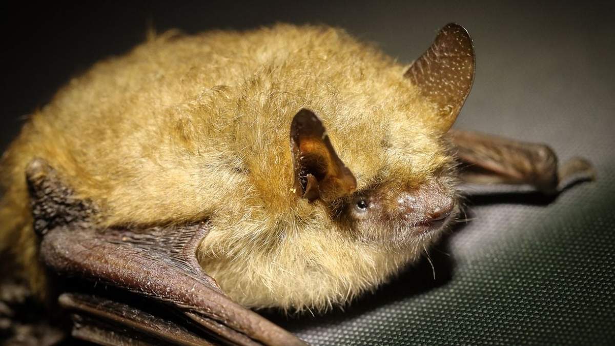 Un murciélago del sudeste asiático